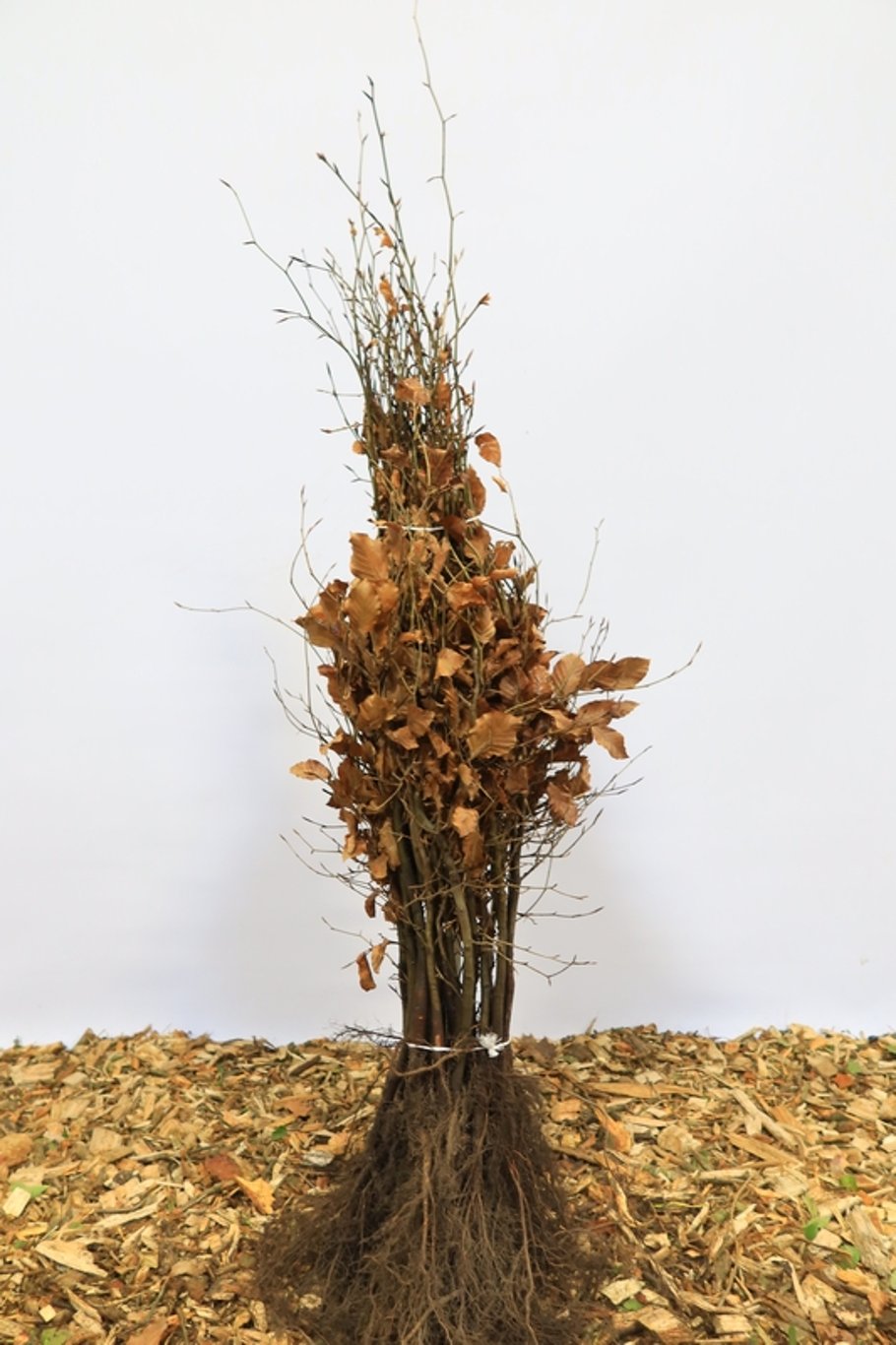 Fagus sylvatica - 50-80 CM bare root 1/2